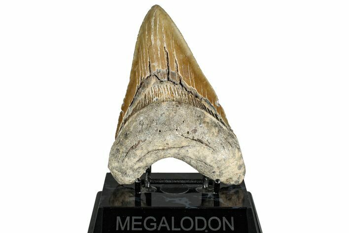 Serrated, Fossil Megalodon Tooth - North Carolina #328429